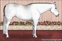 Horse Color:Gray White Spotted Blue Roan 