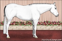 Horse Color:Gray White Spotted Brown