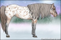 Horse Color:Bay Appaloosa 