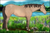 Horse Color:Amber Champagne 