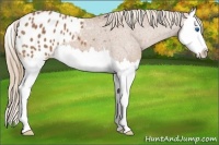 Horse Color:Red Roan Splash Appaloosa 