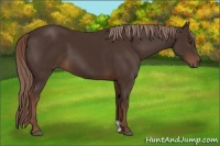 Horse Color:Liver Chestnut 