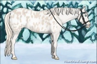 Horse Color:Smoky Creme Appaloosa 