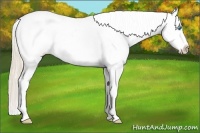 Horse Color:Perlino Roan Near Leopard 