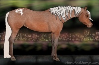 Horse Color:Silver Bay Appaloosa 