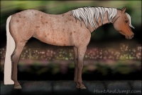 Horse Color:Silver Bay Roan 