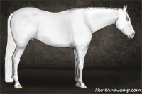 Horse Color:Silver Amber Cream Champagne Ice Tobiano Appaloosa 