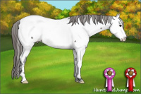 Horse Color:Grullo Appaloosa