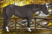 Horse Color:Smoky Black 