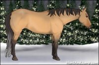 Horse Color:Buckskin Dun 
