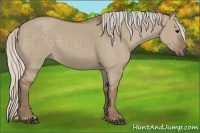 Horse Color:Silver Grullo 