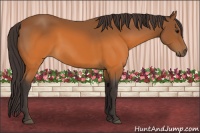 Horse Color:Buckskin 