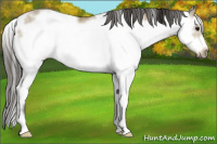 Horse Color:Buckskin Sabino Frame 