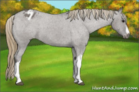 Horse Color:Smoky Grullo Appaloosa 