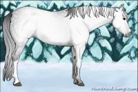 Horse Color:Gray Black 