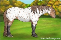 Horse Color:Buckskin Near Leopard 