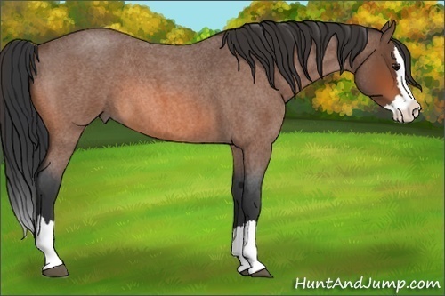 Horse Color:Bay Roan Splash