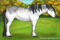 Horse Color:White Spotted Black 