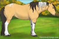 Horse Color:Buckskin Roan Tobiano 