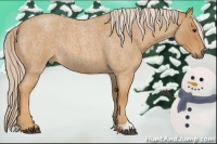 Horse Color:Palomino Roan 