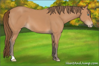 Horse Color:Gray Perlino