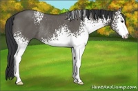Horse Color:White Spotted Grullo Rabicano 