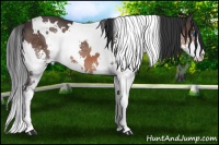 Horse Color:White Spotted Brown Sabino Splash 