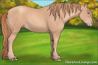 Horse Color:Gold Champagne 