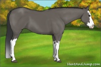 Horse Color:Grullo Splash 