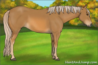 Horse Color:Gray Palomino