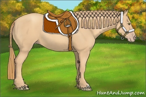 Horse Color:Gold Champagne 