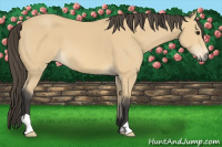 Horse Color:Buckskin 