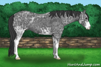 Horse Color:Black Ice Sabino