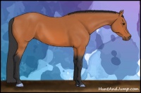 Horse Color:Bay 