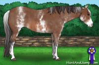 Horse Color:White Spotted Bay Roan