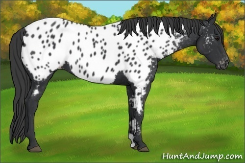 Horse Color:Black Appaloosa 