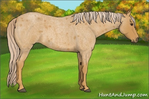 Horse Color:Palomino Roan 