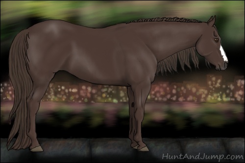 Horse Color: Liver Chestnut 