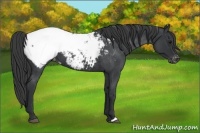 Horse Color:Blue Roan Snowcap 