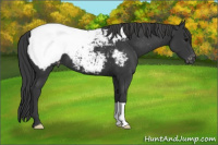 Horse Color:Brown Appaloosa