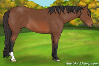 Horse Color:Bay 