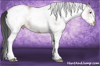 Horse Color:White Spotted Bay 