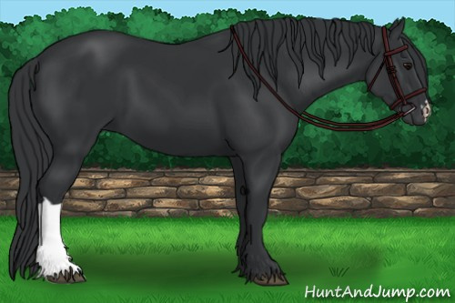 Horse Color: Black 