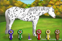 Horse Color:Brown Appaloosa 