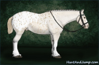 Horse Color:Buckskin Blanket 