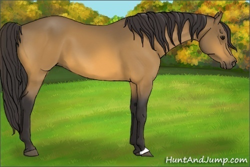 Horse Color:Unknown 