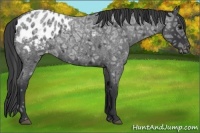 Horse Color:Blue Ice Roan Appaloosa 