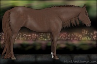 Horse Color:Liver Chestnut 
