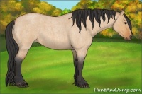 Horse Color:Bay Roan Dun 