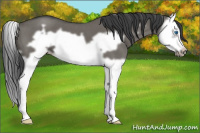 Horse Color:Grullo Roan Splash Frame 
